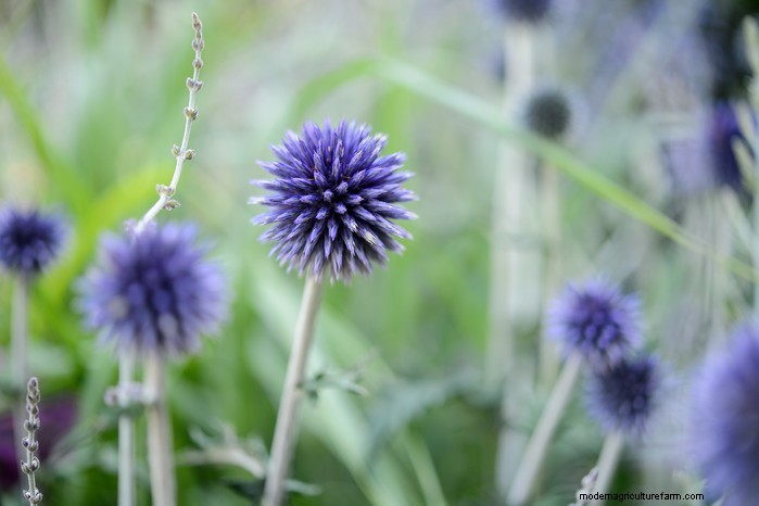 Best Plants for Sandy Soil: A Comprehensive Guide