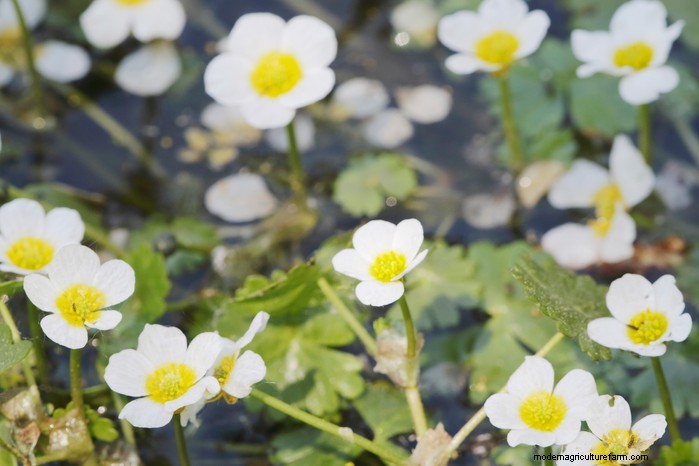 Wildlife and Countryside Act 1981: Protecting England s Nature