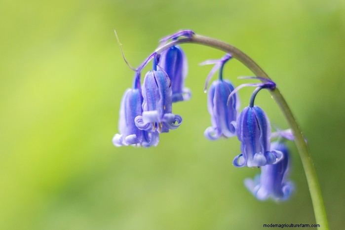 Wildlife and Countryside Act 1981: Protecting England s Nature