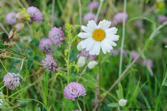 Wildflower Seed Planting: A Complete Guide for UK Gardens