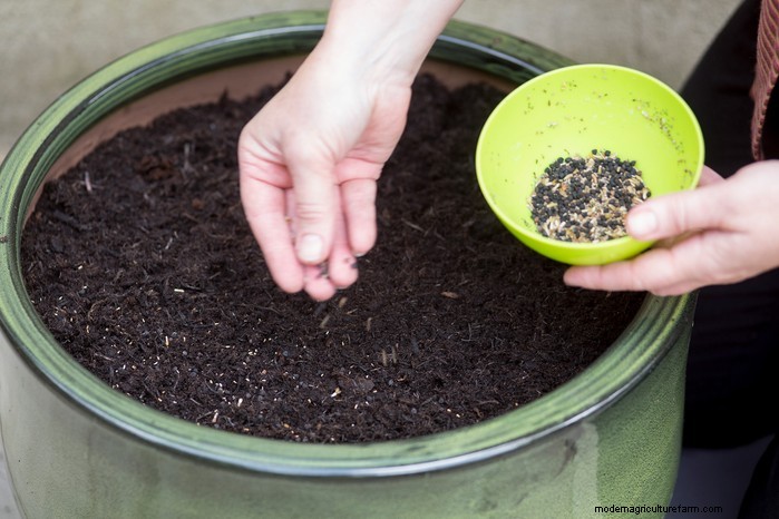 Wildflower Seed Planting: A Complete Guide for UK Gardens