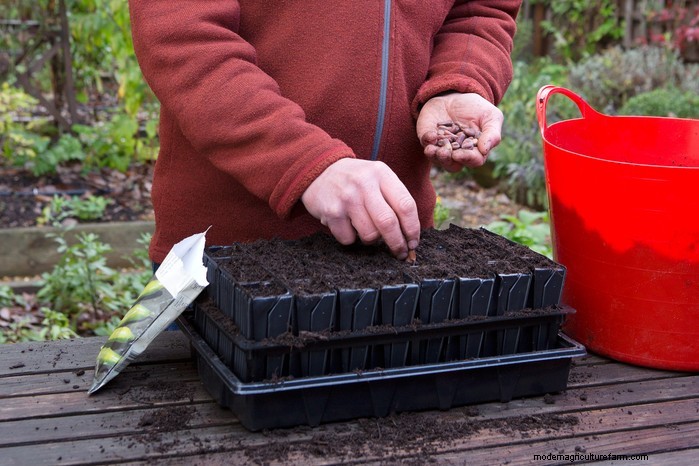 November Planting Guide: UK Flowers & Vegetables