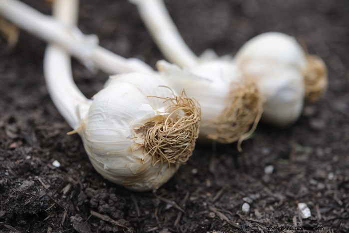 November Planting Guide: UK Flowers & Vegetables