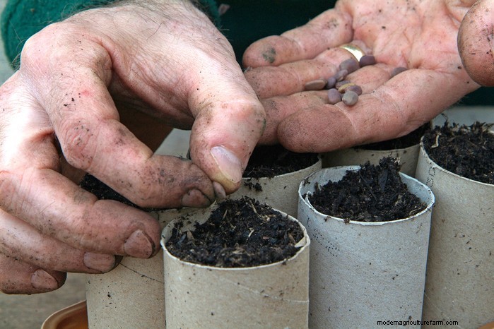 November Planting Guide: UK Flowers & Vegetables