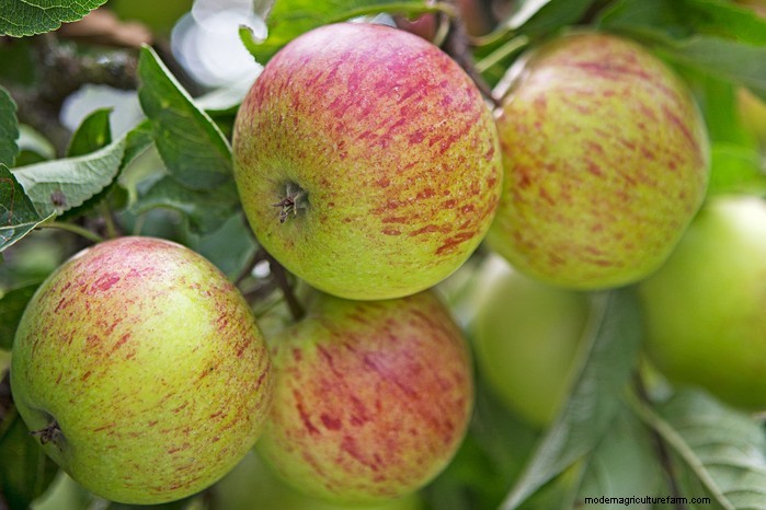 November Planting Guide: UK Flowers & Vegetables