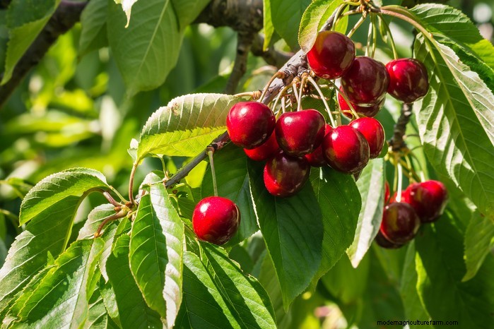 November Planting Guide: UK Flowers & Vegetables