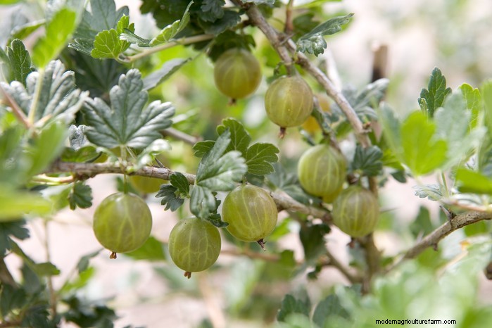 November Planting Guide: UK Flowers & Vegetables