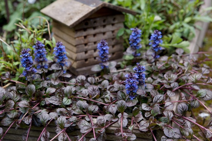 November Planting Guide: UK Flowers & Vegetables
