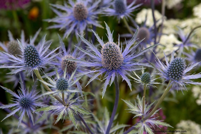 November Planting Guide: UK Flowers & Vegetables