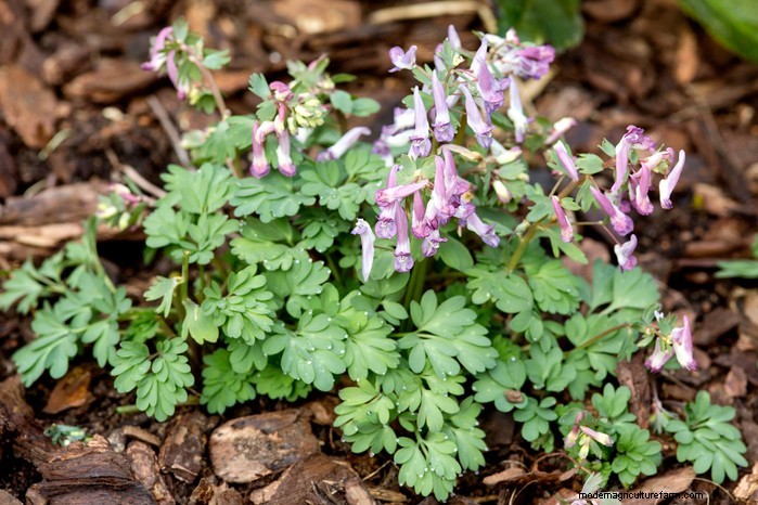 November Planting Guide: UK Flowers & Vegetables