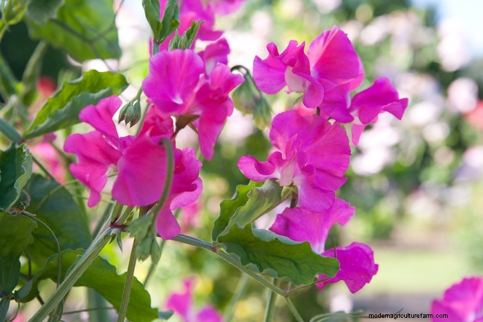 November Planting Guide: UK Flowers & Vegetables