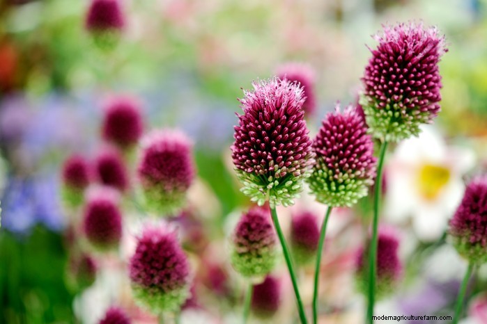 November Planting Guide: UK Flowers & Vegetables