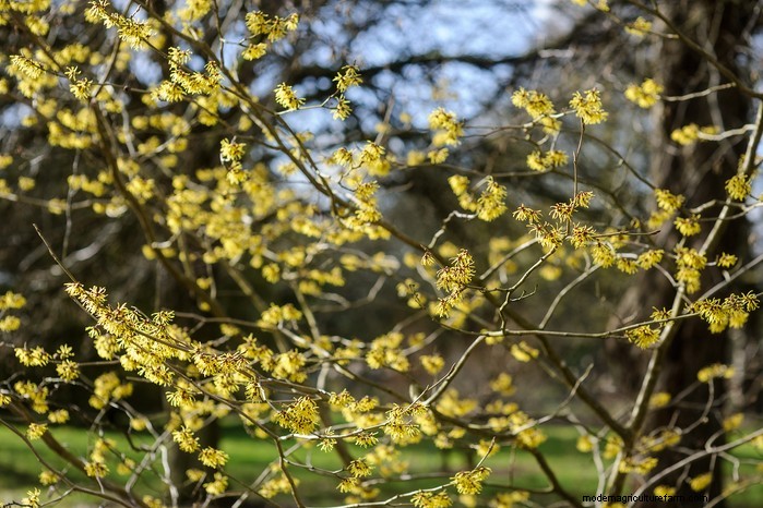 November Planting Guide: UK Flowers & Vegetables