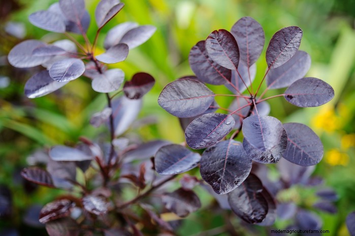 November Planting Guide: UK Flowers & Vegetables