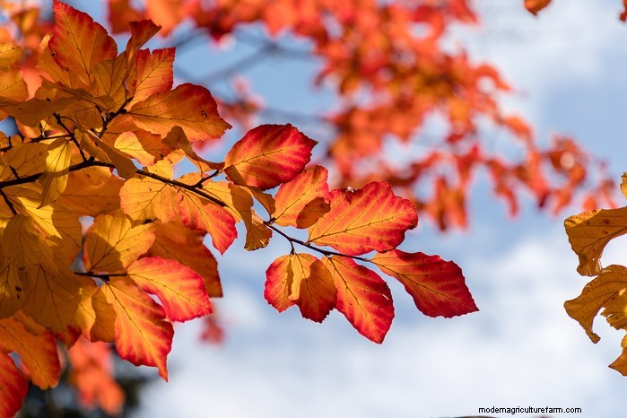 November Planting Guide: UK Flowers & Vegetables