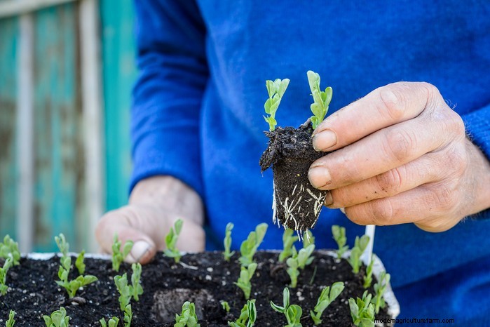 October Planting Guide: Flowers, Vegetables & Fruit Trees