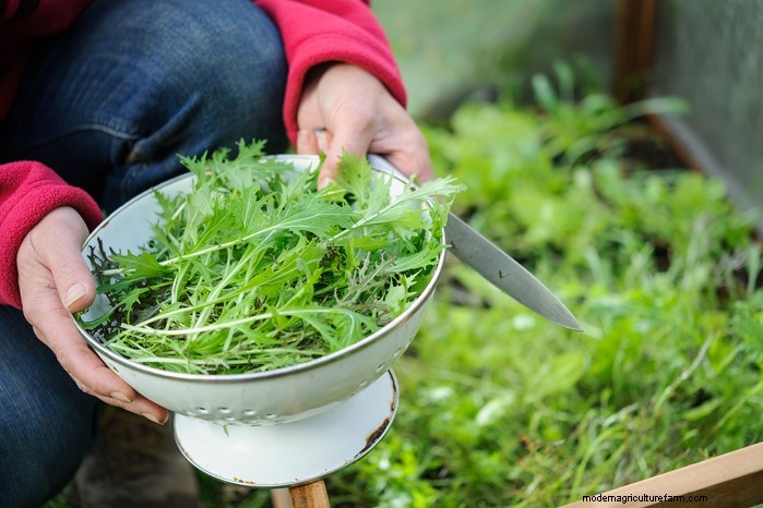 October Planting Guide: Flowers, Vegetables & Fruit Trees