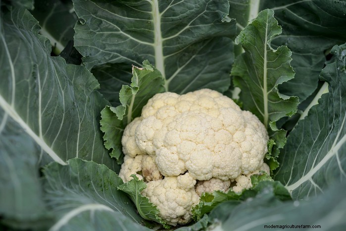October Planting Guide: Flowers, Vegetables & Fruit Trees