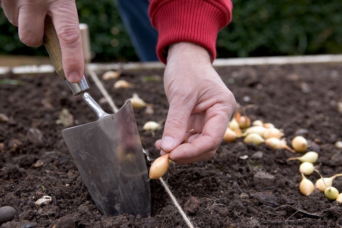October Planting Guide: Flowers, Vegetables & Fruit Trees