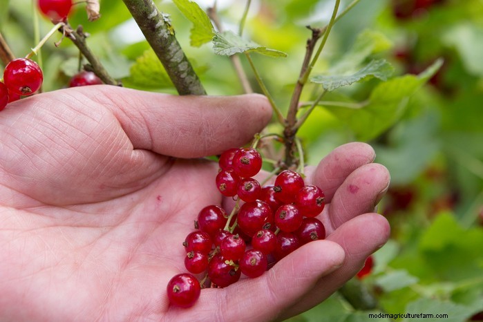 October Planting Guide: Flowers, Vegetables & Fruit Trees