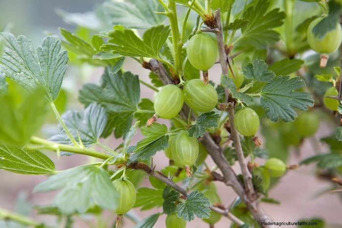 October Planting Guide: Flowers, Vegetables & Fruit Trees
