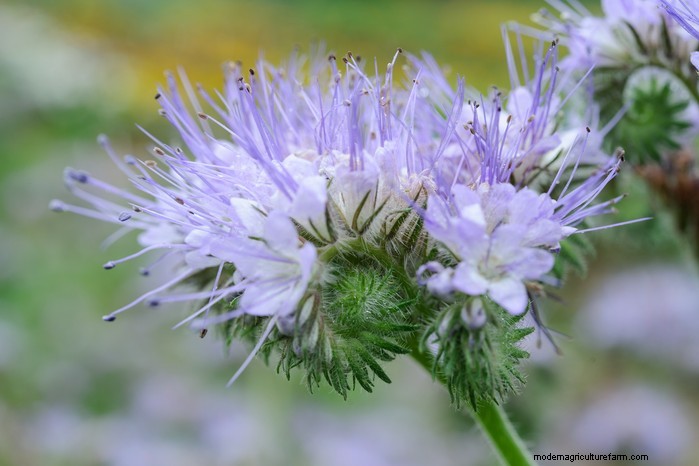 October Planting Guide: Flowers, Vegetables & Fruit Trees