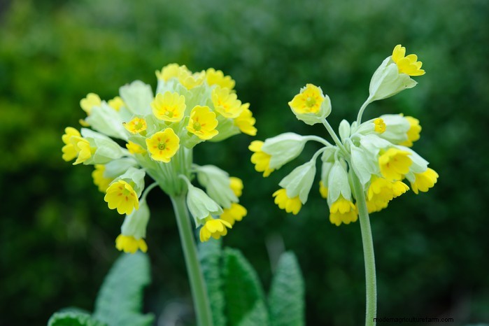 October Planting Guide: Flowers, Vegetables & Fruit Trees