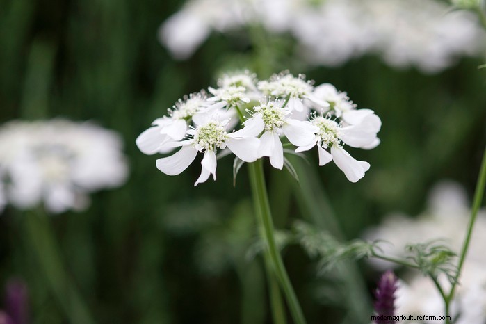 October Planting Guide: Flowers, Vegetables & Fruit Trees