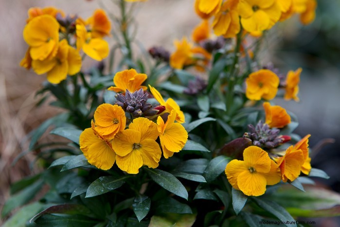 October Planting Guide: Flowers, Vegetables & Fruit Trees