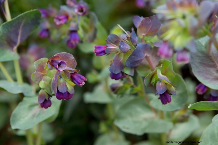 October Planting Guide: Flowers, Vegetables & Fruit Trees