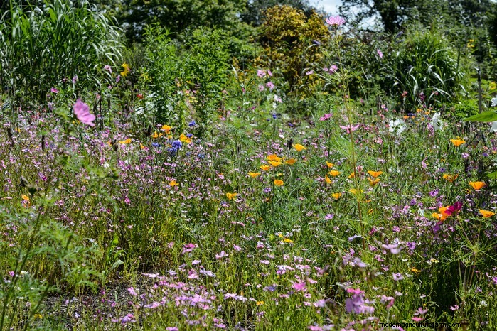 October Planting Guide: Flowers, Vegetables & Fruit Trees