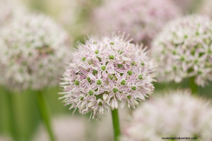 October Planting Guide: Flowers, Vegetables & Fruit Trees