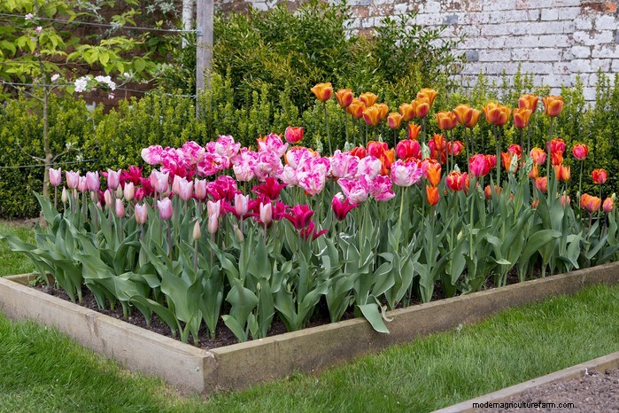 October Planting Guide: Flowers, Vegetables & Fruit Trees