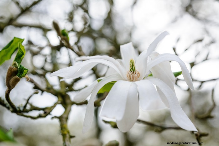 October Planting Guide: Flowers, Vegetables & Fruit Trees