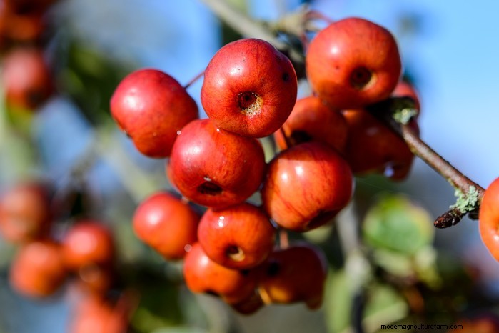 October Planting Guide: Flowers, Vegetables & Fruit Trees