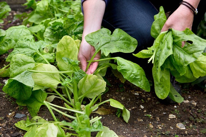 August Planting Guide: Vegetables & Flowers for a Bountiful Harvest