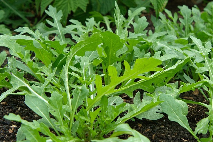 August Planting Guide: Vegetables & Flowers for a Bountiful Harvest
