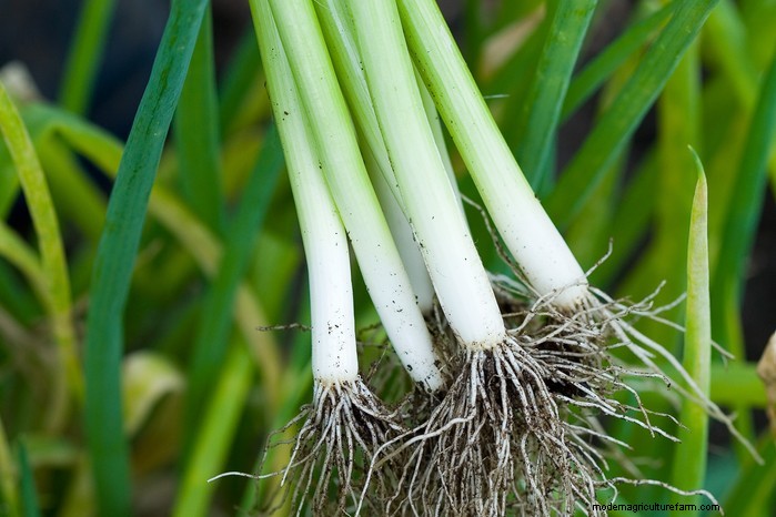 August Planting Guide: Vegetables & Flowers for a Bountiful Harvest
