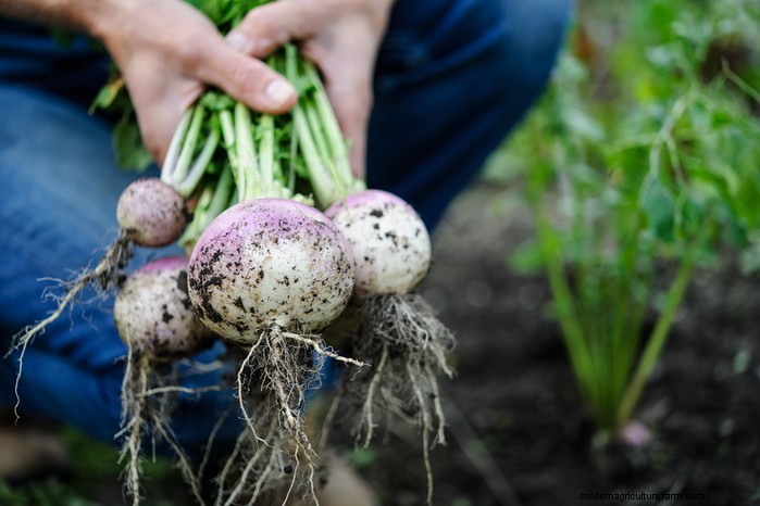 August Planting Guide: Vegetables & Flowers for a Bountiful Harvest