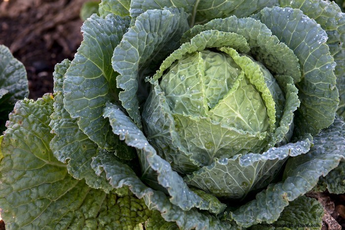 August Planting Guide: Vegetables & Flowers for a Bountiful Harvest