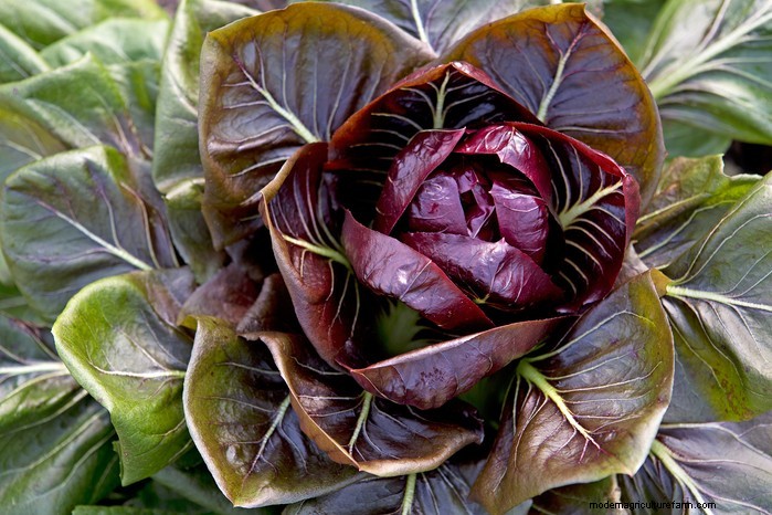 August Planting Guide: Vegetables & Flowers for a Bountiful Harvest