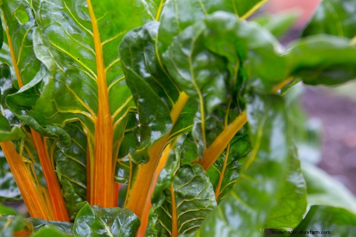 August Planting Guide: Vegetables & Flowers for a Bountiful Harvest
