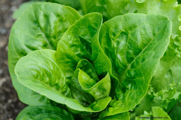 August Planting Guide: Vegetables & Flowers for a Bountiful Harvest