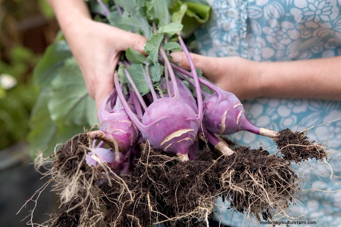 August Planting Guide: Vegetables & Flowers for a Bountiful Harvest