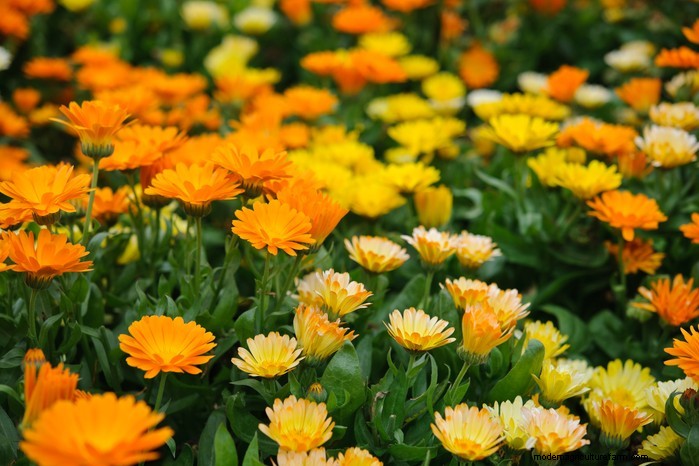 August Planting Guide: Vegetables & Flowers for a Bountiful Harvest