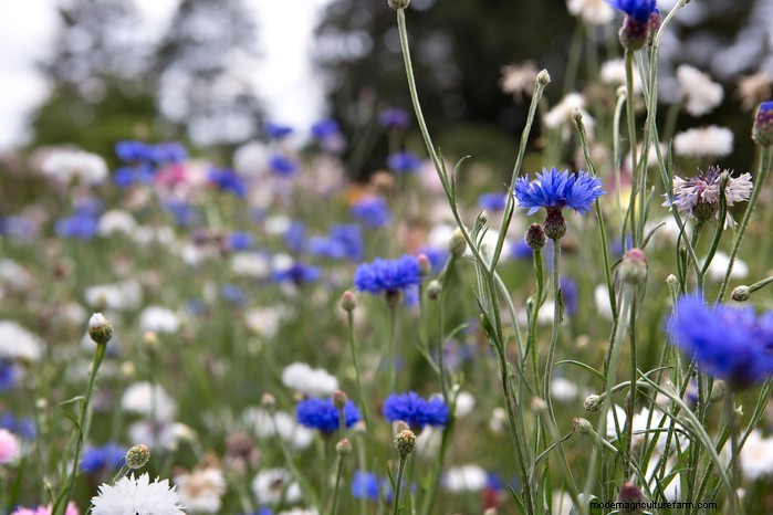 August Planting Guide: Vegetables & Flowers for a Bountiful Harvest