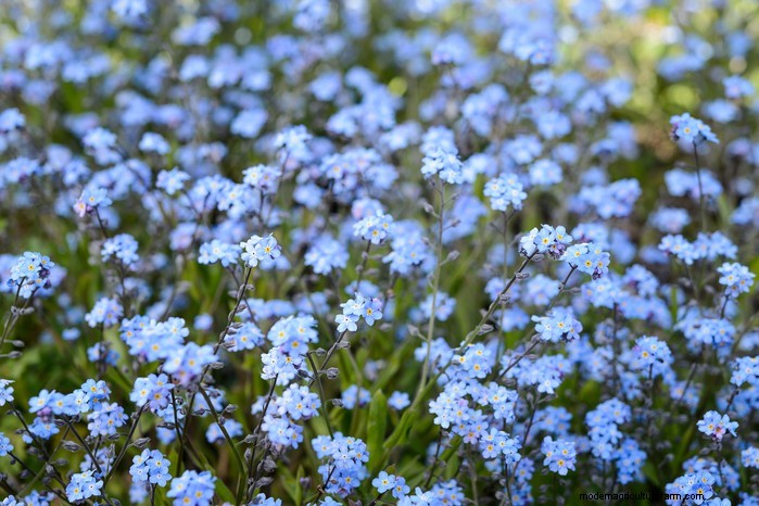 August Planting Guide: Vegetables & Flowers for a Bountiful Harvest