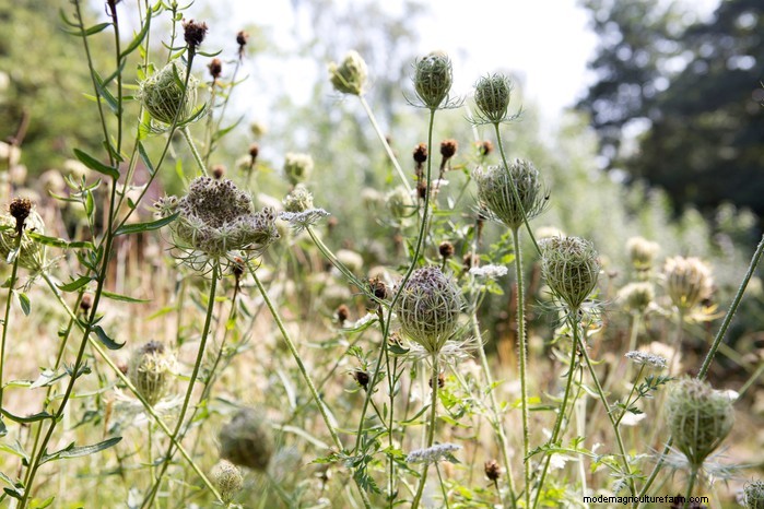 August Planting Guide: Vegetables & Flowers for a Bountiful Harvest