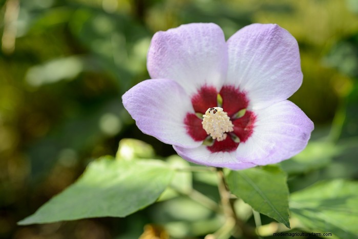 August Planting Guide: Vegetables & Flowers for a Bountiful Harvest