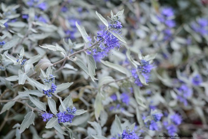 August Planting Guide: Vegetables & Flowers for a Bountiful Harvest